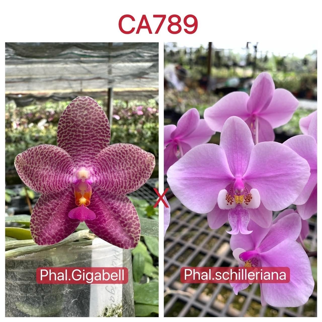Phalaenopsis (Giganbell x schilleriana)