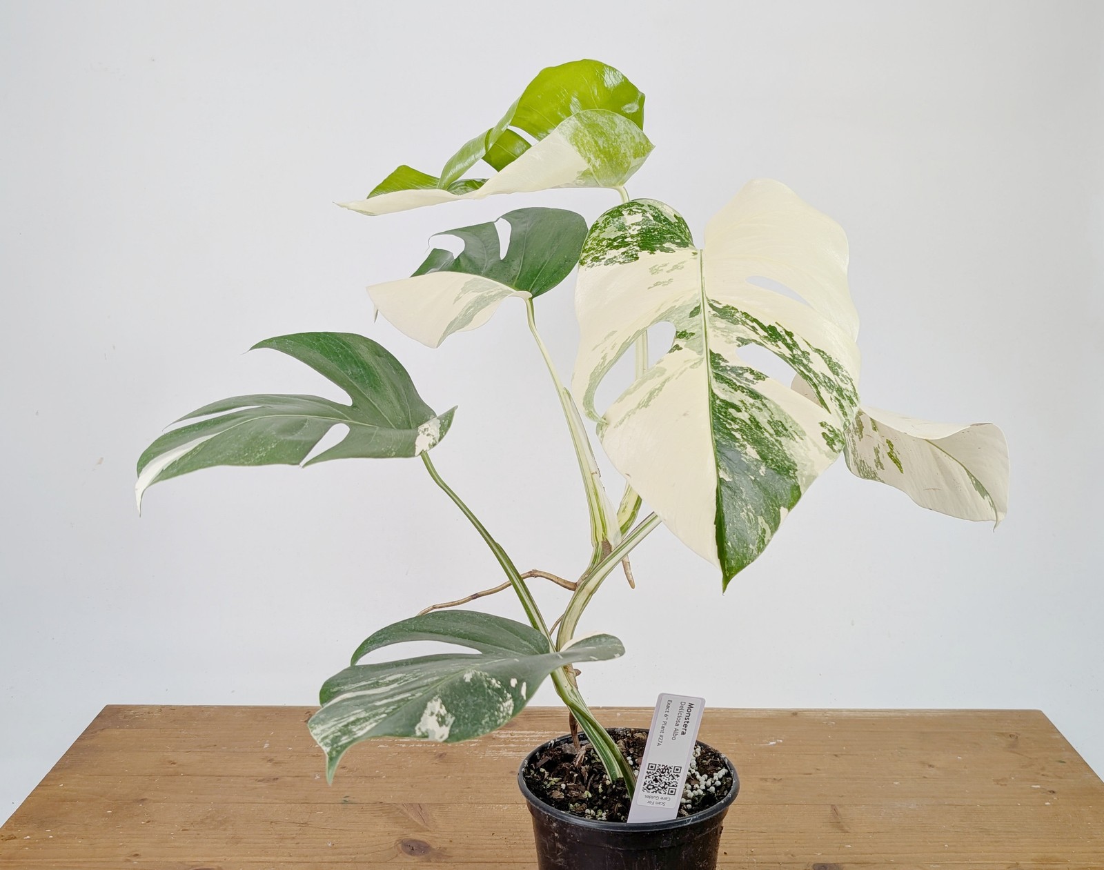 Monstera Albo Borsigniana Variegata – Exact Plant #26A – 6″ Pot