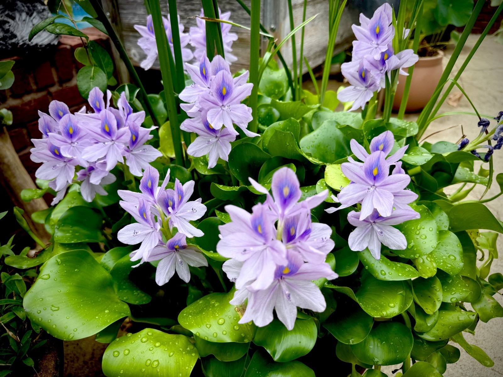 6 (six) Water Hyacinth Pond Plant Floating Live