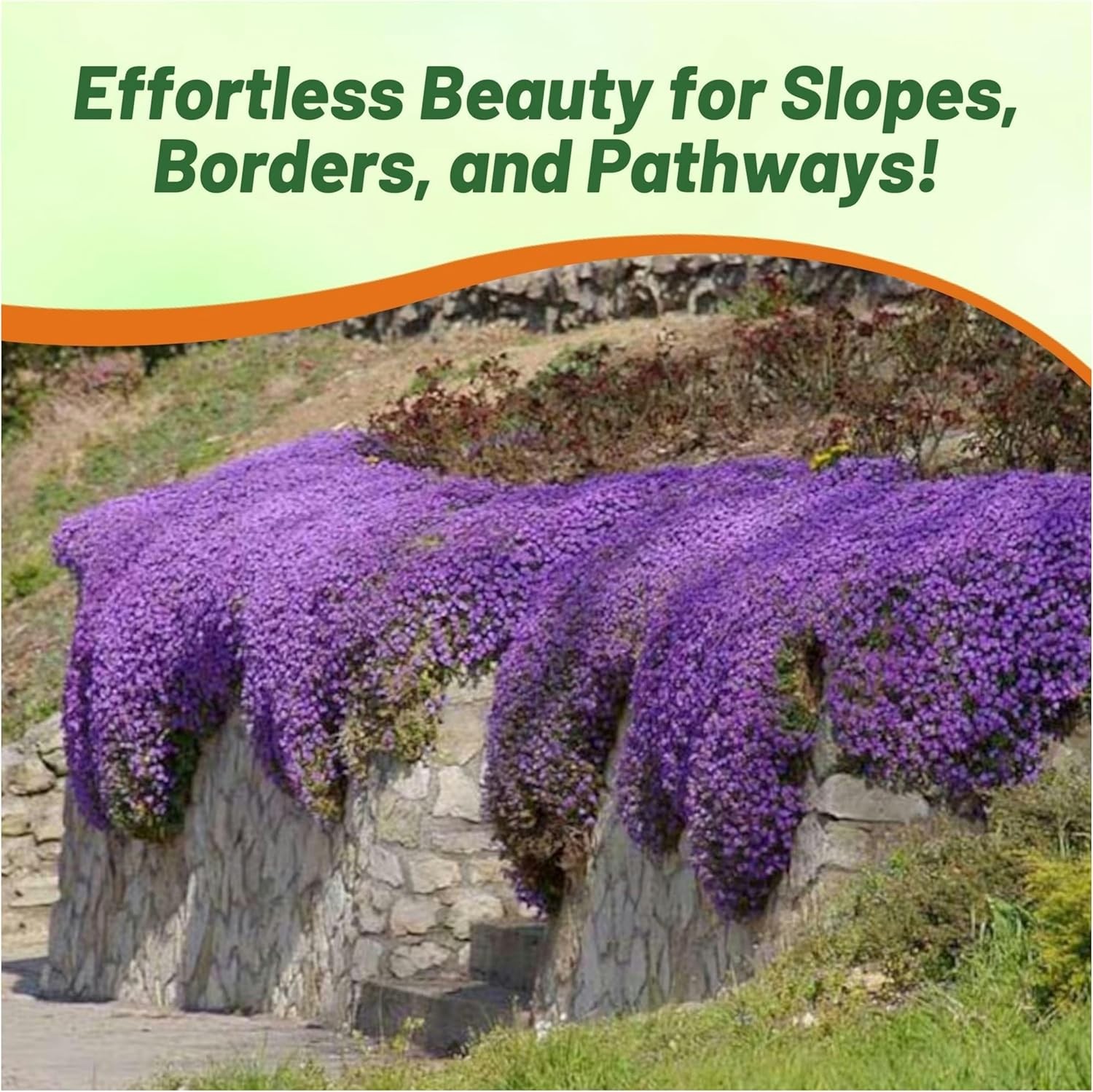 10000 Seeds Aubrieta Seeds – Rock Cress Whitewell Gem Ground Cover Seed