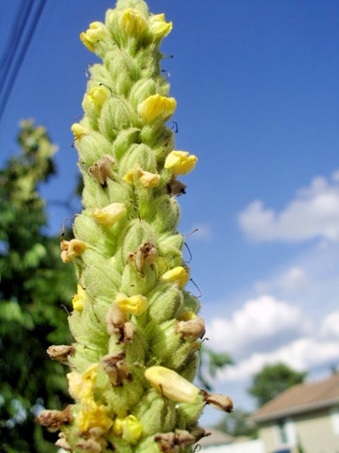 50 GREAT MULLEIN SEEEDS ( Verbascum thapsus ) – up to a 5+ foot tall flower