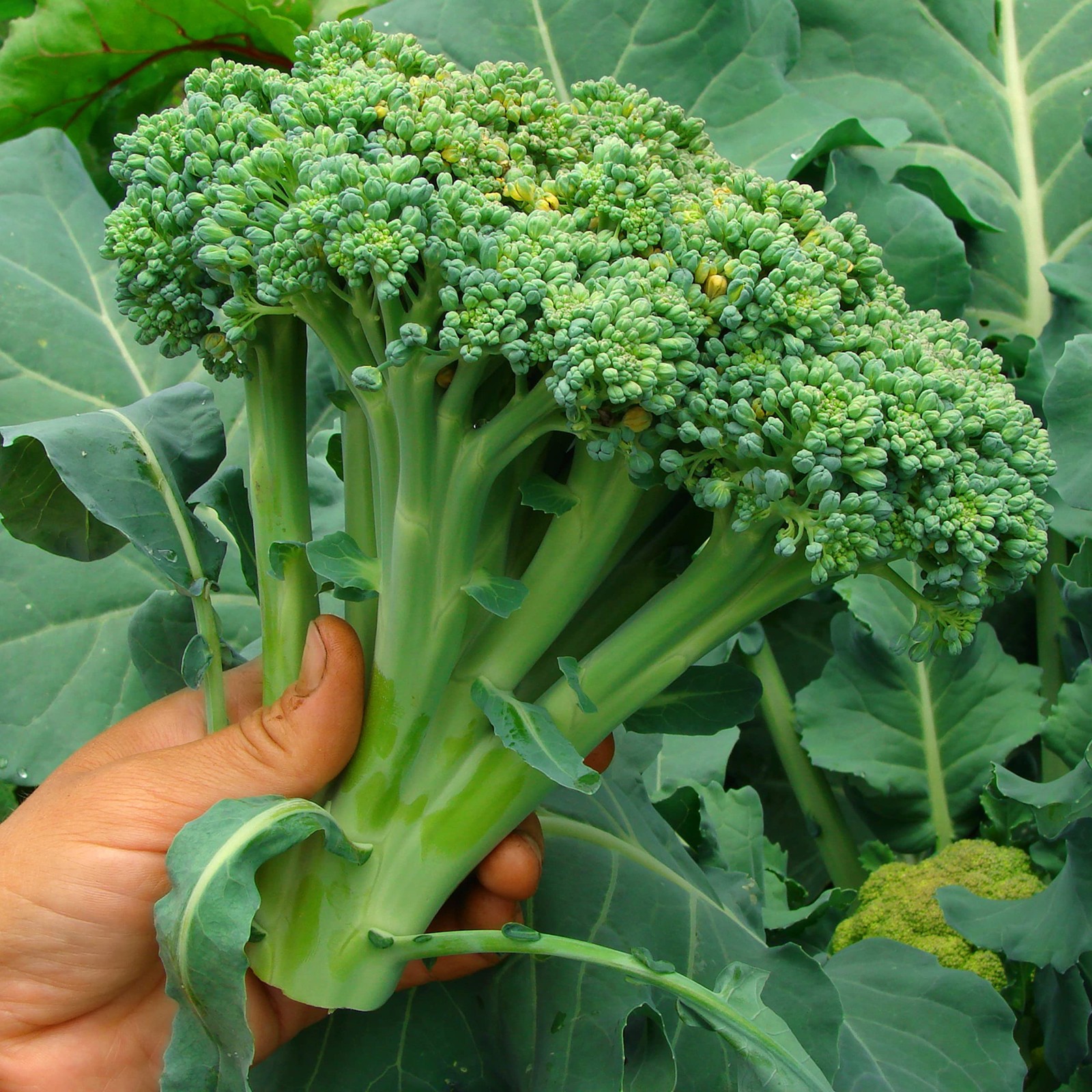 Purely Organic Broccoli Seeds (Waltham 29) – Approx 750 – USDA Green