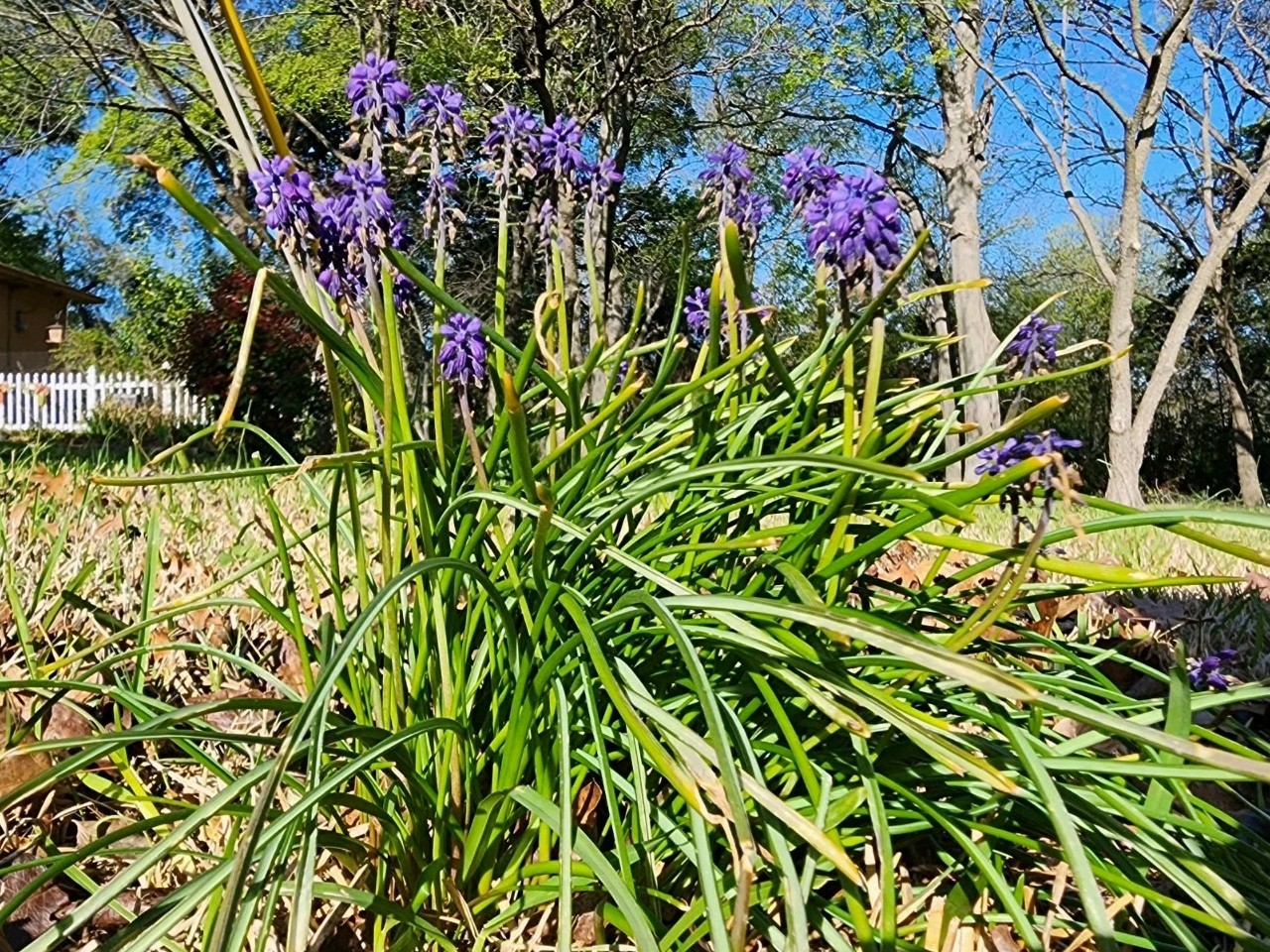 Grape Hyacinth Bulblets (4oz Bag)