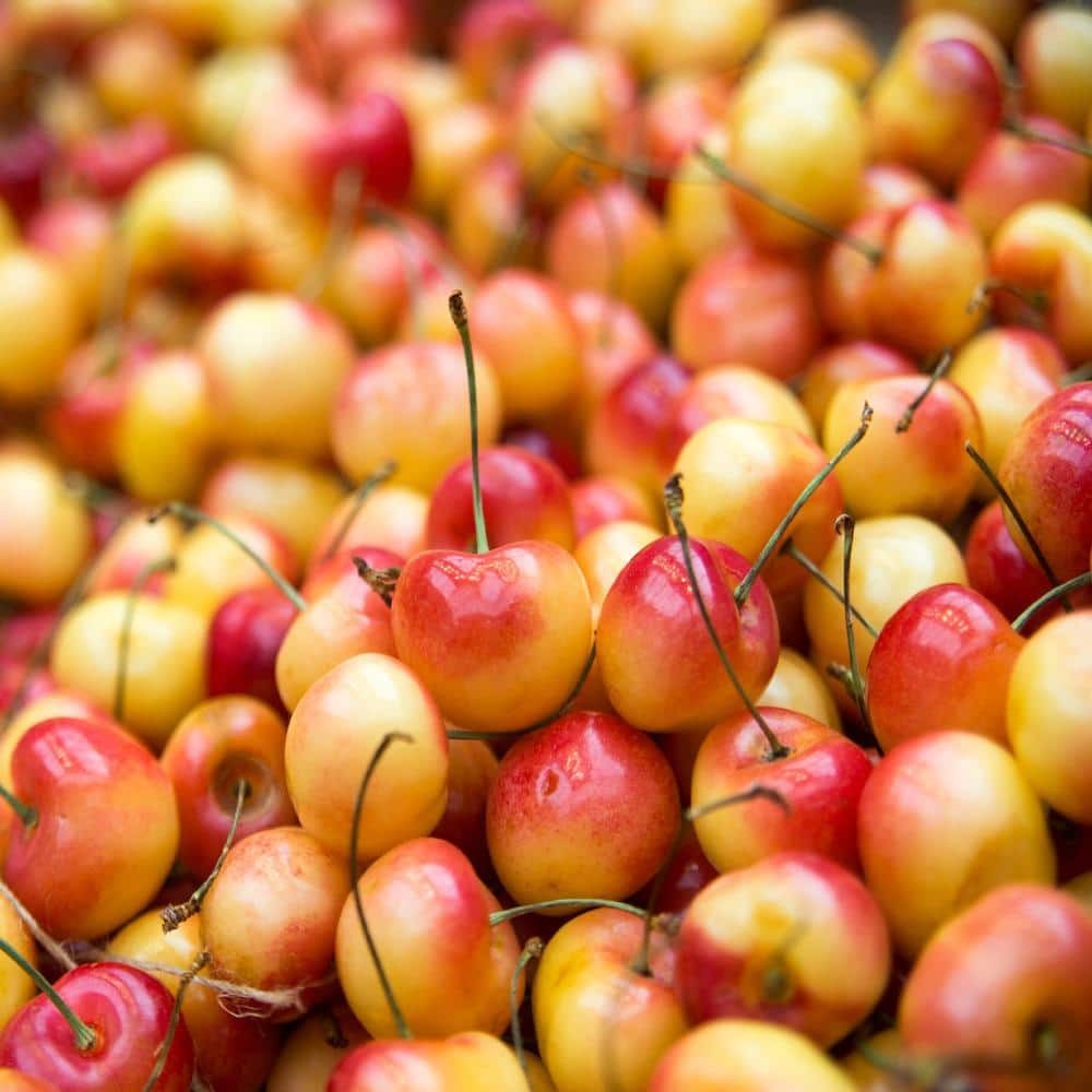 3-In-1 Cherry Jubilee Tree Bare Root 3-4 Ft Tall