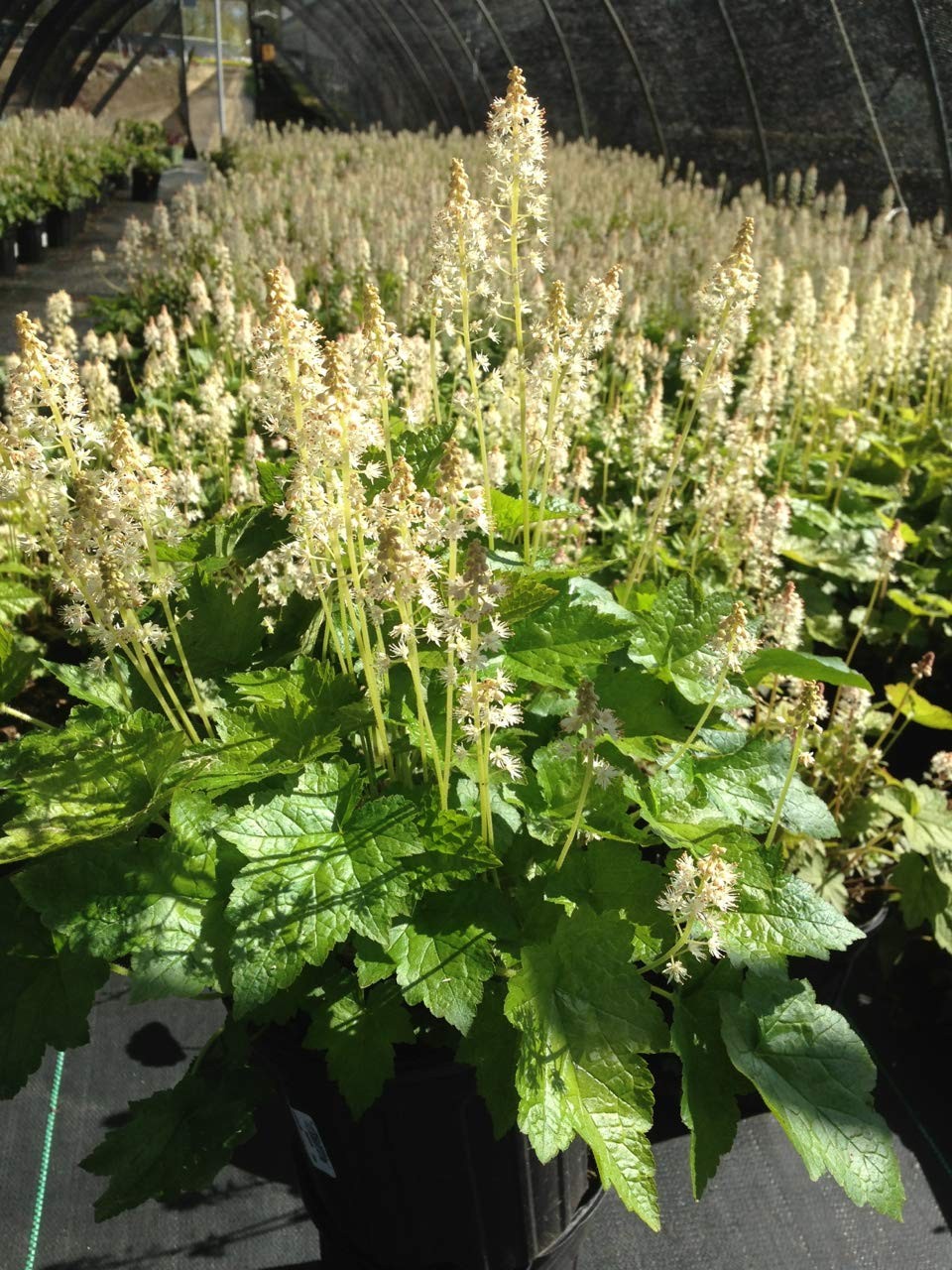 Green Promise Farms Tiarella Cordifolia Foamflower Perennial Green Foliage