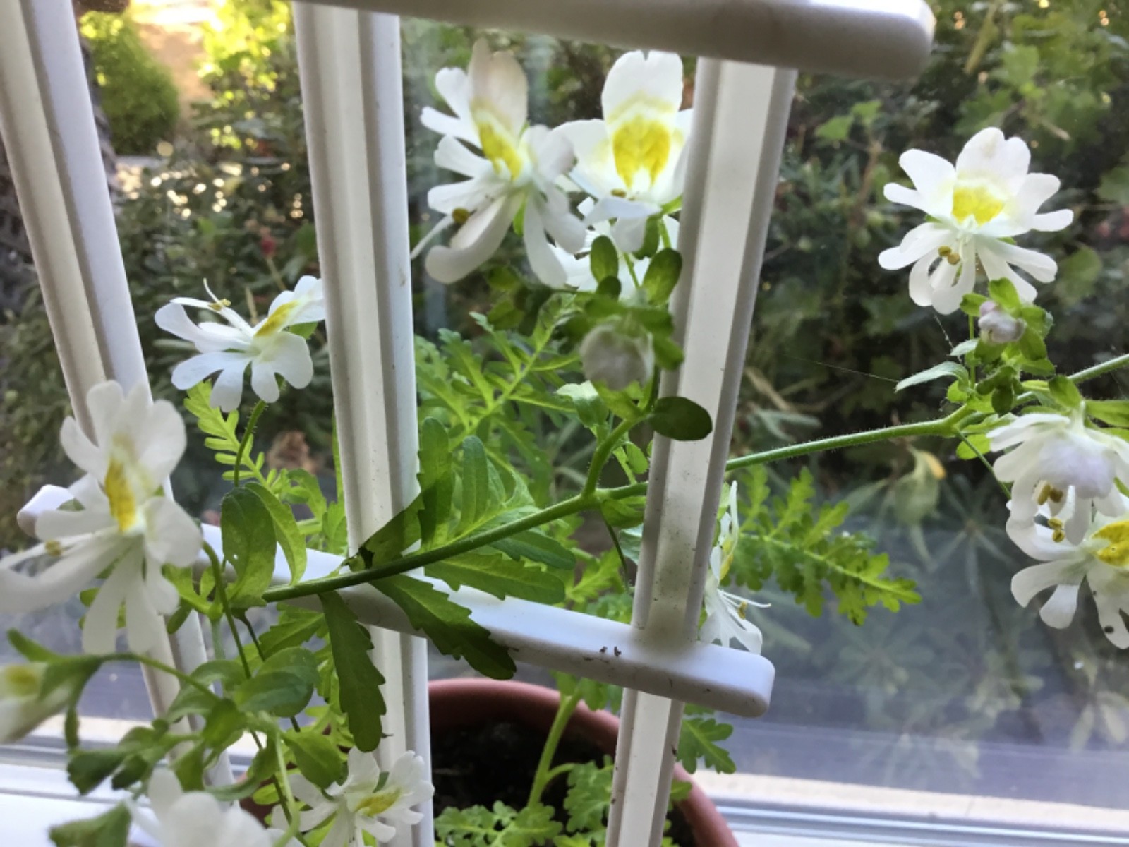 Poor Man’s Orchid seeds for pots indoors all year 50