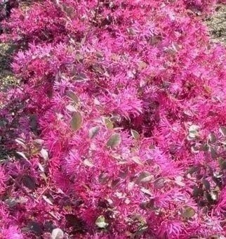 Loropetalum Plum Delight | 3 Gallon | Loropetalum chinense | Low Maintenance
