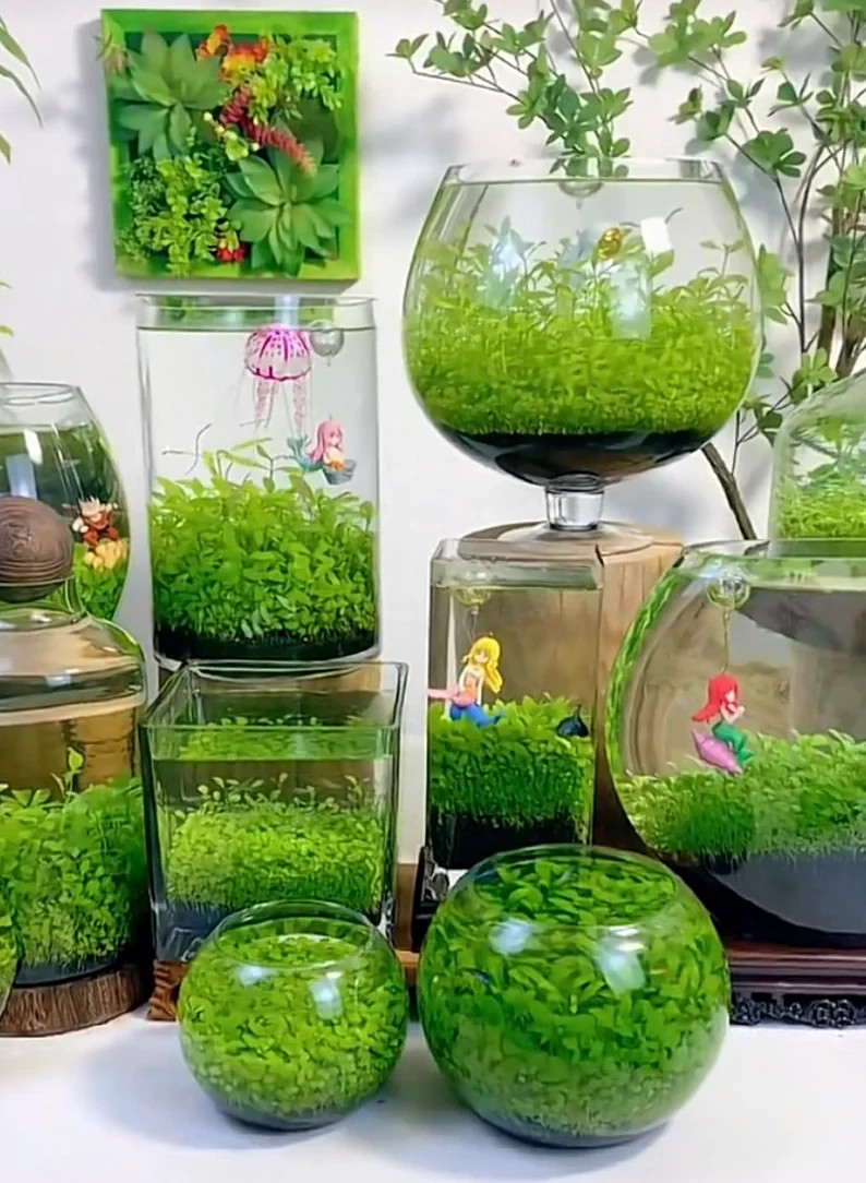 200+ Pcs Aquarium Carpet Plant Seeds Aquatic Grass for Fish Tank Decor