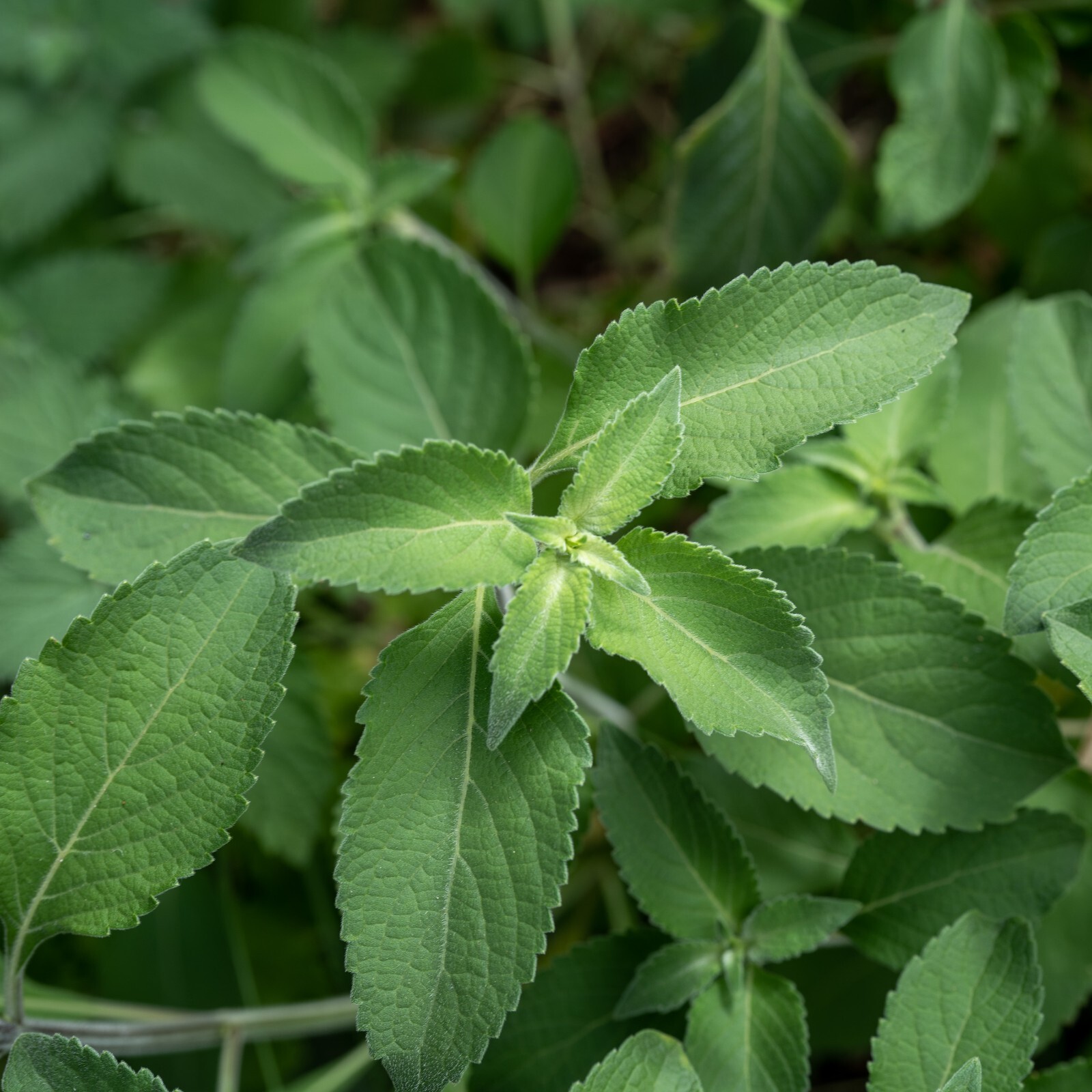 Holy Basil Tulsi Vana – Ocimum Gratissimum Organic Medicinal USA Grown 200 Seeds