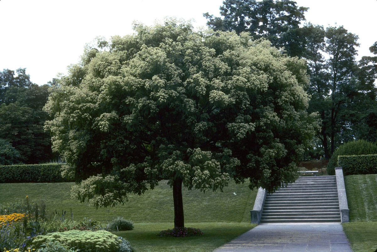 Korean Evodia, (Bee Bee Tree), Evodia danielli, Tree Seeds