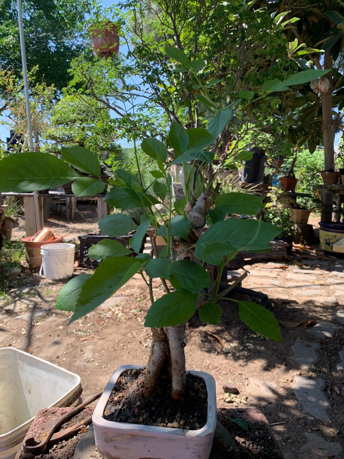 This is 14 yrs old Fraxinus velutina, the velvet ash, Arizona ash or Modesto ash