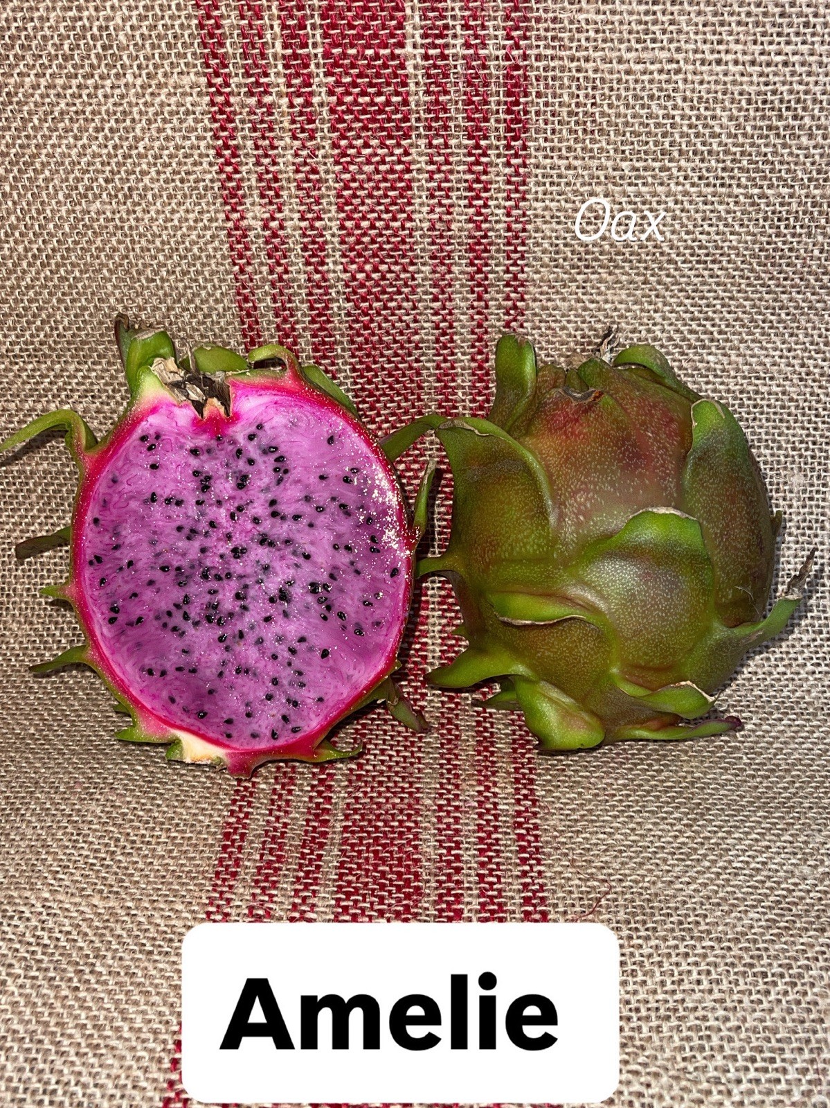 Mature “ AMELIE ” Dragon Fruit Cuttings