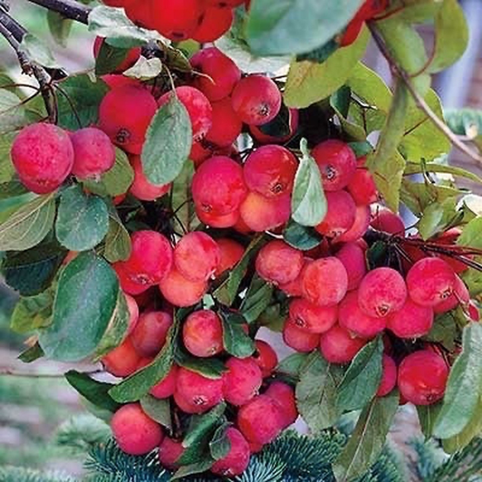8-12” tall Dolgo Crabapple Apple Tree grafted potted