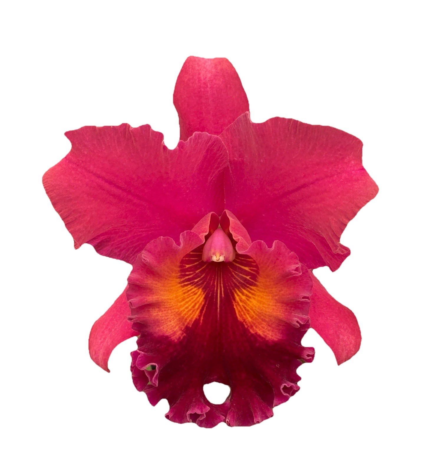 Rlc (Waikiki Splendor X George King) X Walden’s Glen Orchid Eros Hybrid 7” Pot