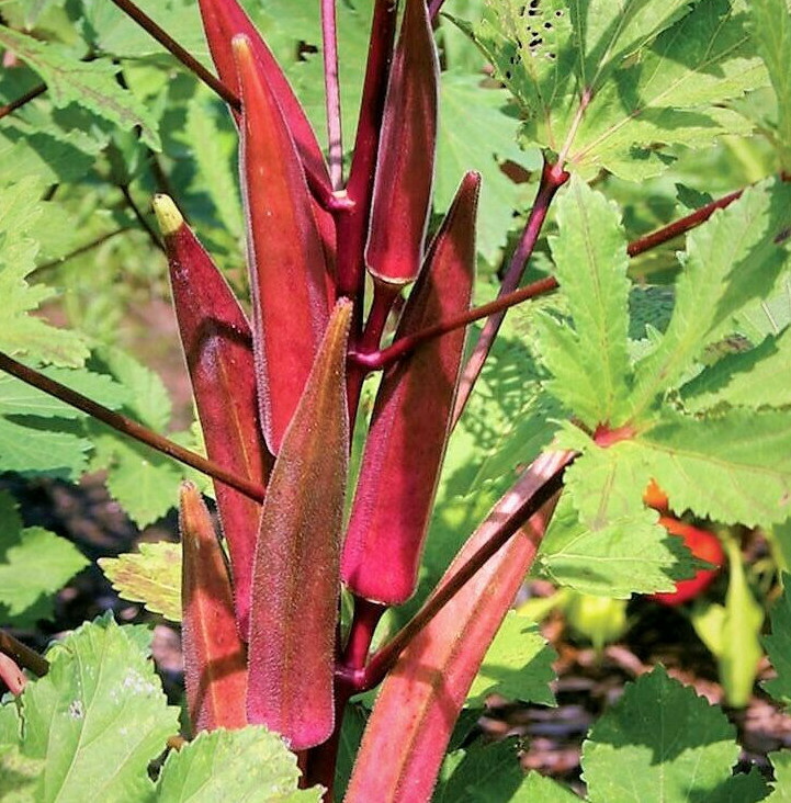 Burgundy Red Okra Seeds | Clemson Spineless Pink Fire Candle Vegetable Seed 2024