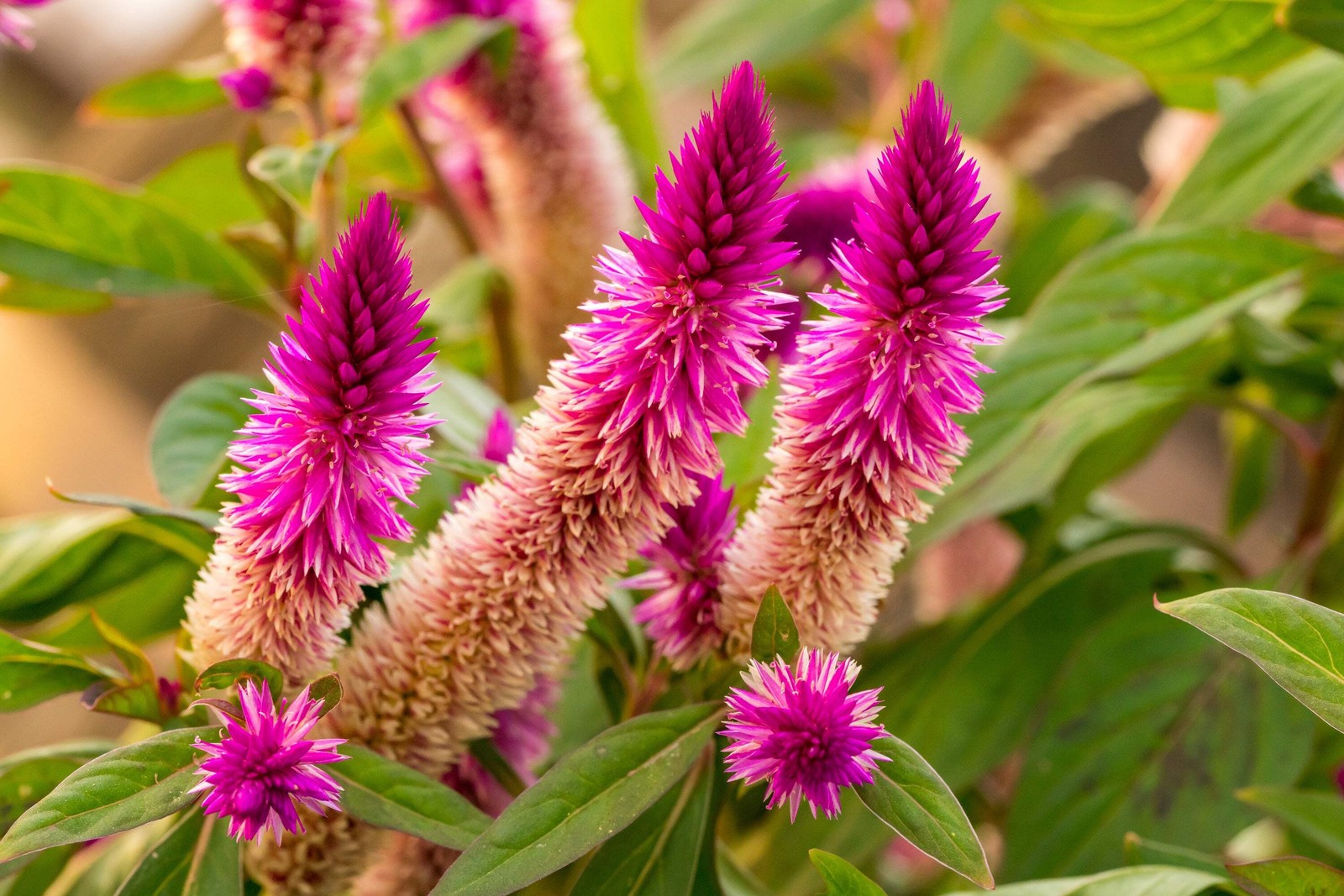 100 FLAMINGO FEATHER Wheat CELOSIA Spicata Pink & White Flower Seeds