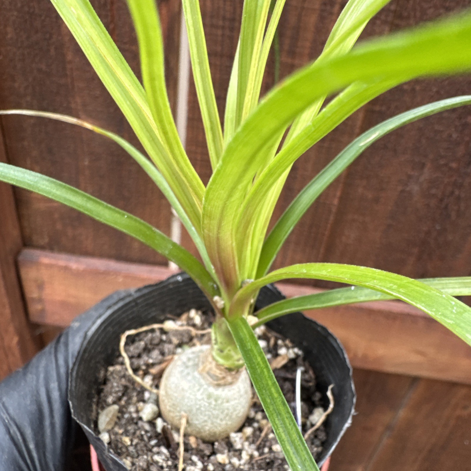Beaucarnea recurvata Elephant Foot