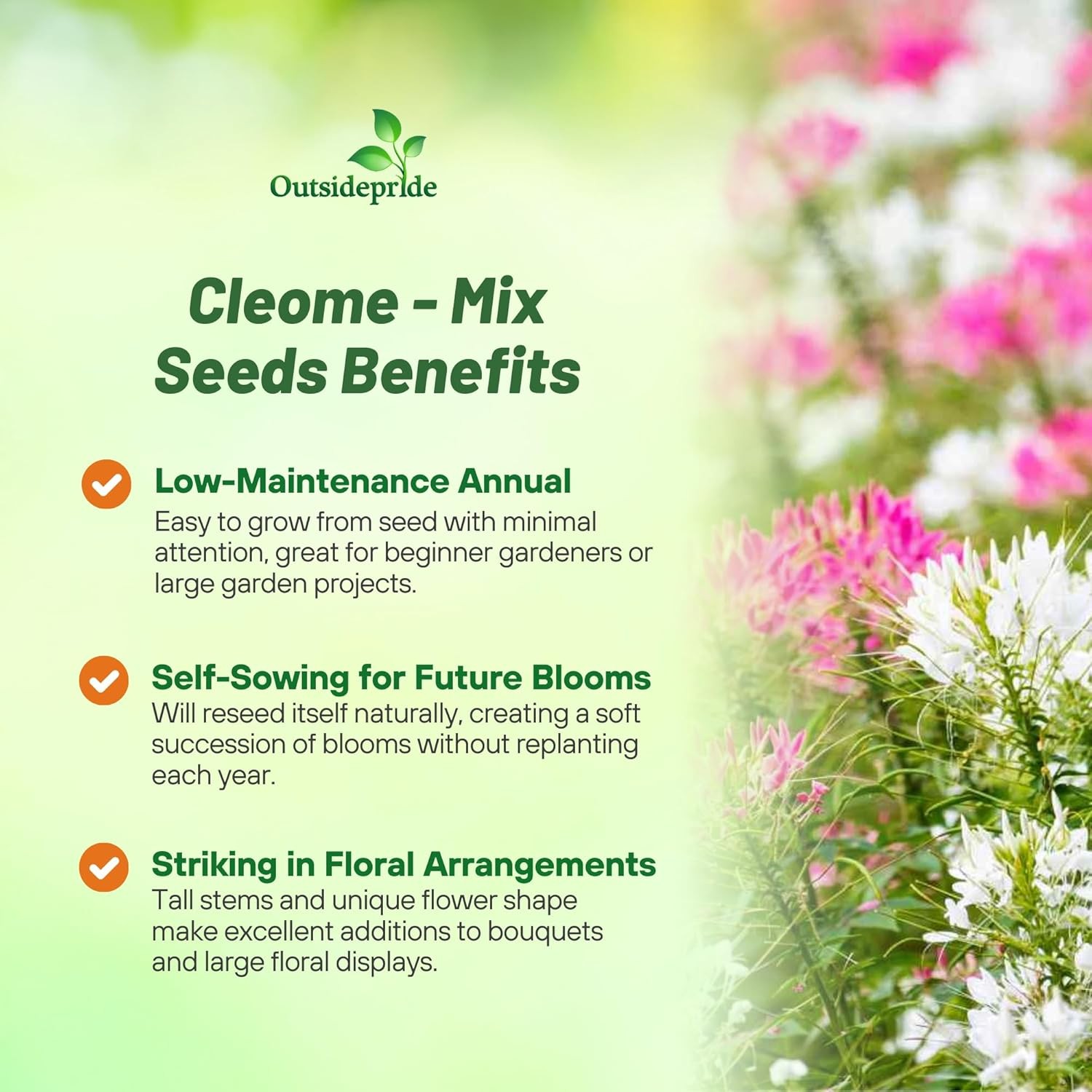 1000 Seeds Cleome Spider Flower Drought Resistant Plants For Xeriscape
