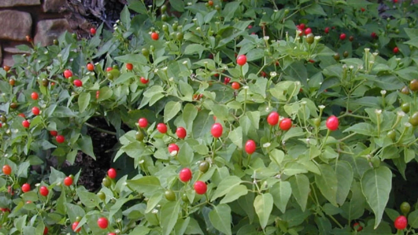 Chile Pequin Pepper Plant Live 1 Gallon Plant, Fully Rooted