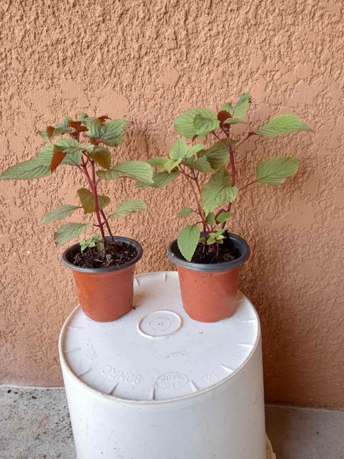 3 Plants Shiso Perilla Live in Pot Green Purple Beefsteak 6″-12″ starter