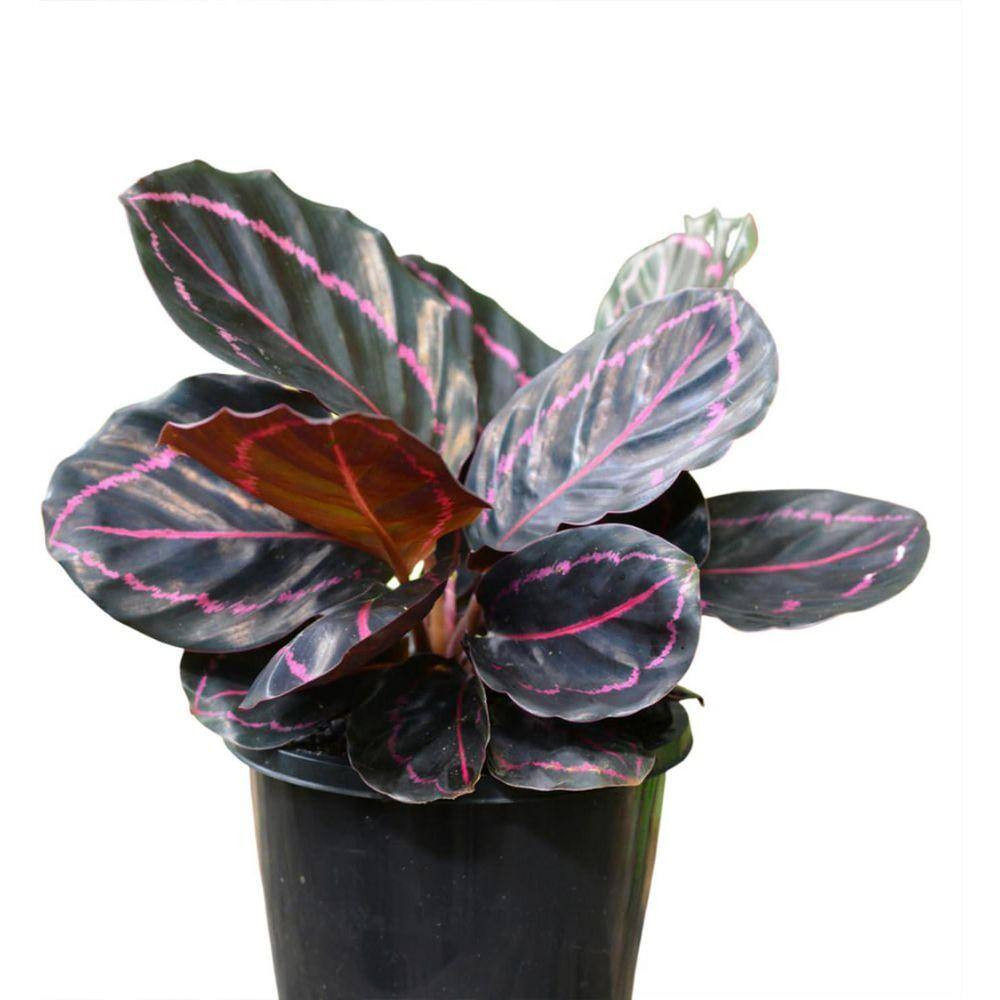 Calathea Dottie-3 Live Plants in 4 In. Growers Pots-Calathea Roseopicta Dottie-H