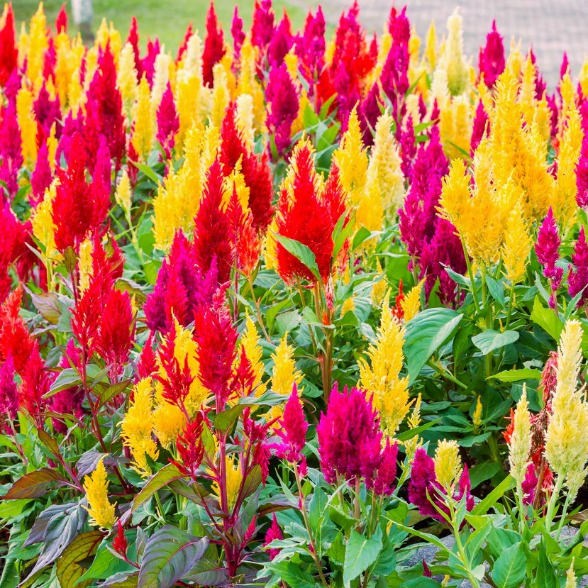 Pampas Plume Mix Celosia Seeds – For 2025 Planting Plumosa Rainbow Colors