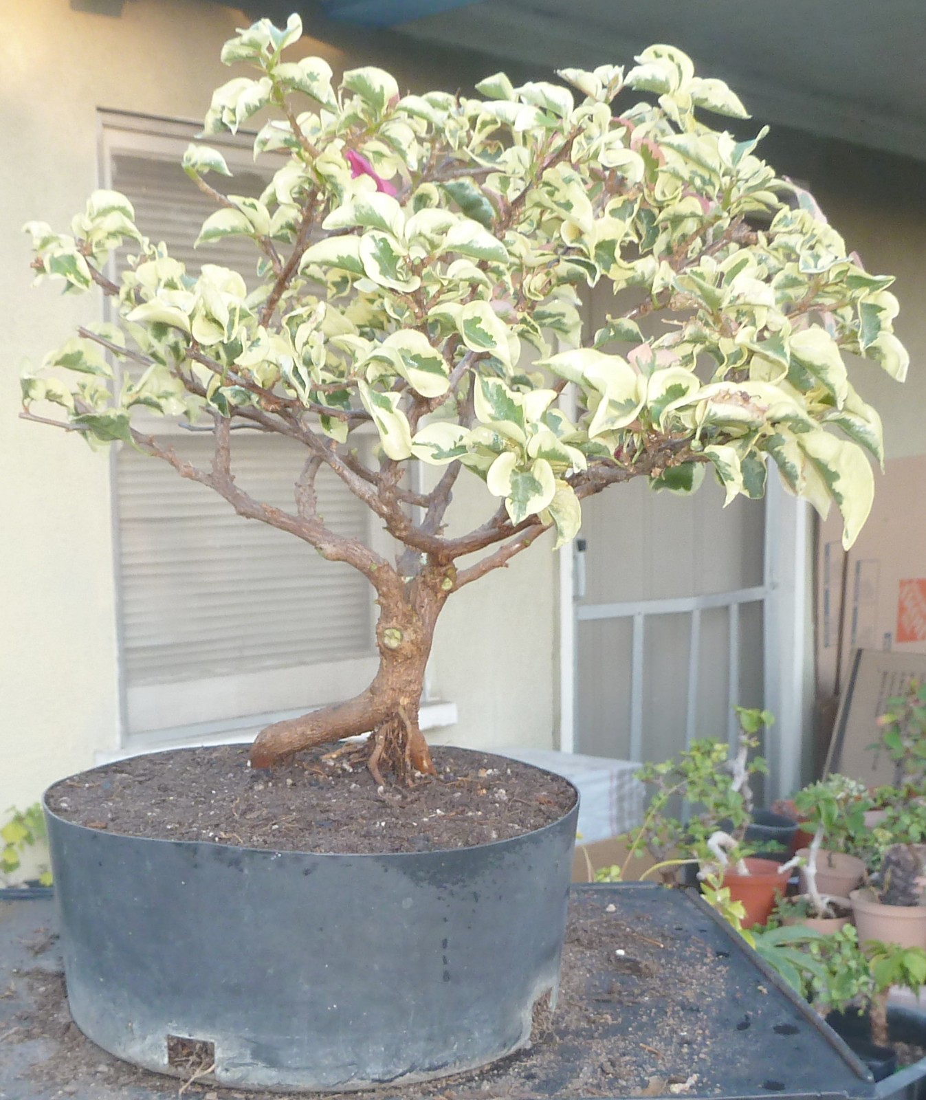 Variegated Bougainvillea Raspberry Ice Pre Bonsai Dwarf Kifu Nice Trunk Flowers