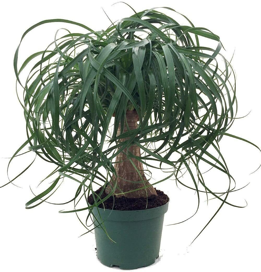 Live Ponytail Palm Plant Bonsai Beaucarnea Elephant’s Foot Indoor Tree 15″H Pot