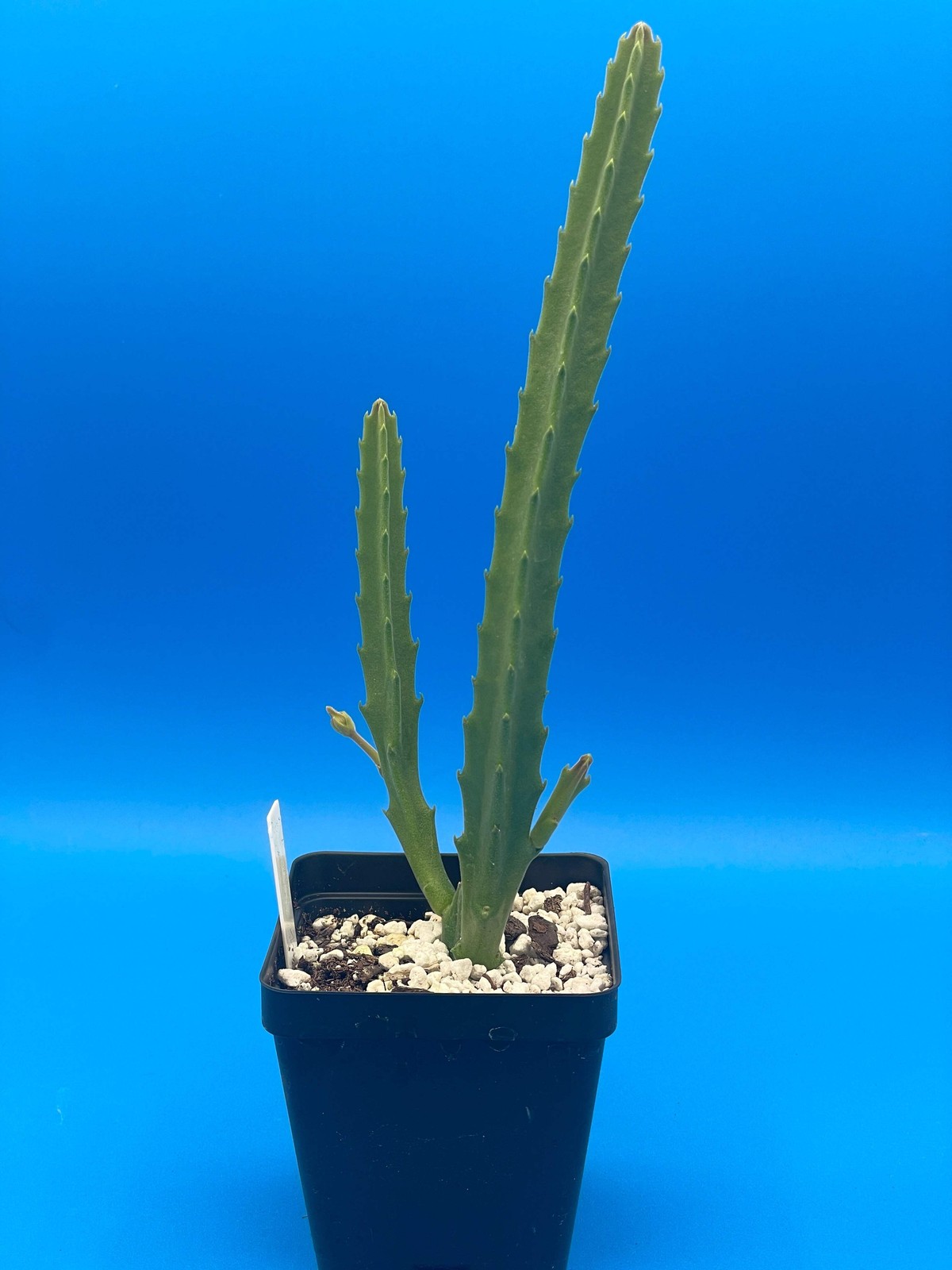 Stapelia Ambigua -Rooted in 3.5″ Pot- Starfish Cactus- But Those Flowers Though!