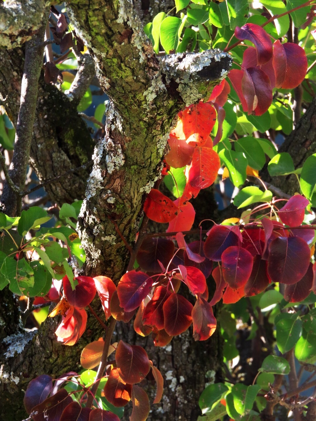 European Pear Tree | Premium Seeds | Pyrus communis ‘Fall’ | Plants’®