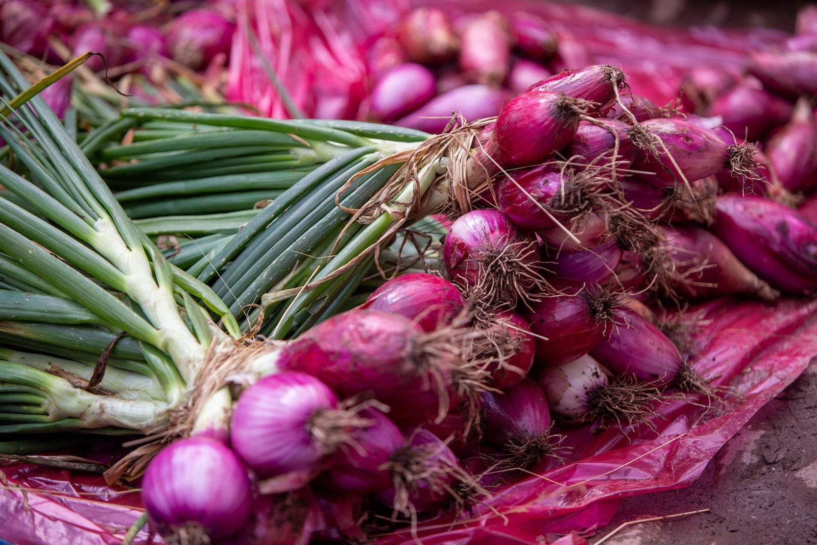 Red Welsh Bunching Onion Seeds Non-GMO, Tracked Shipping, Heirloom Vegetable