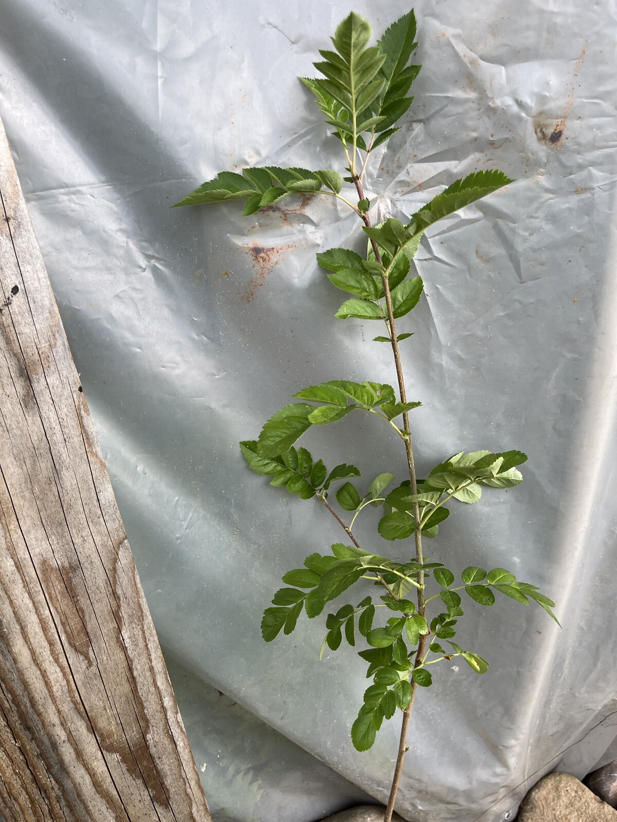 3-4 Ft Tall Ivan’s Belle (Granatnaya) Grafted Mountain Ash Hybrid