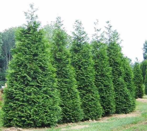 Green Giant Arborvitae ( Thuja plicata ) – ( 1 QT )