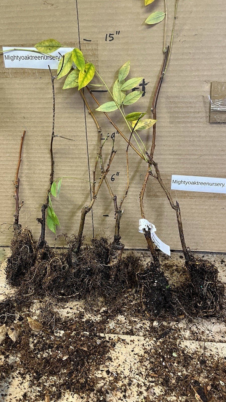 Wisteria frutescens ‘Amethyst Falls’, grafted 1 year old plant