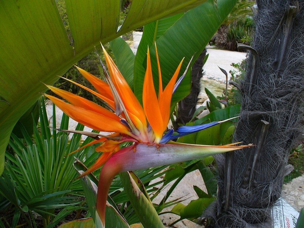 Orange Bird of Paradise~Strelitzia Reginae~ROOTED PLANT~10-12 Inches Tall