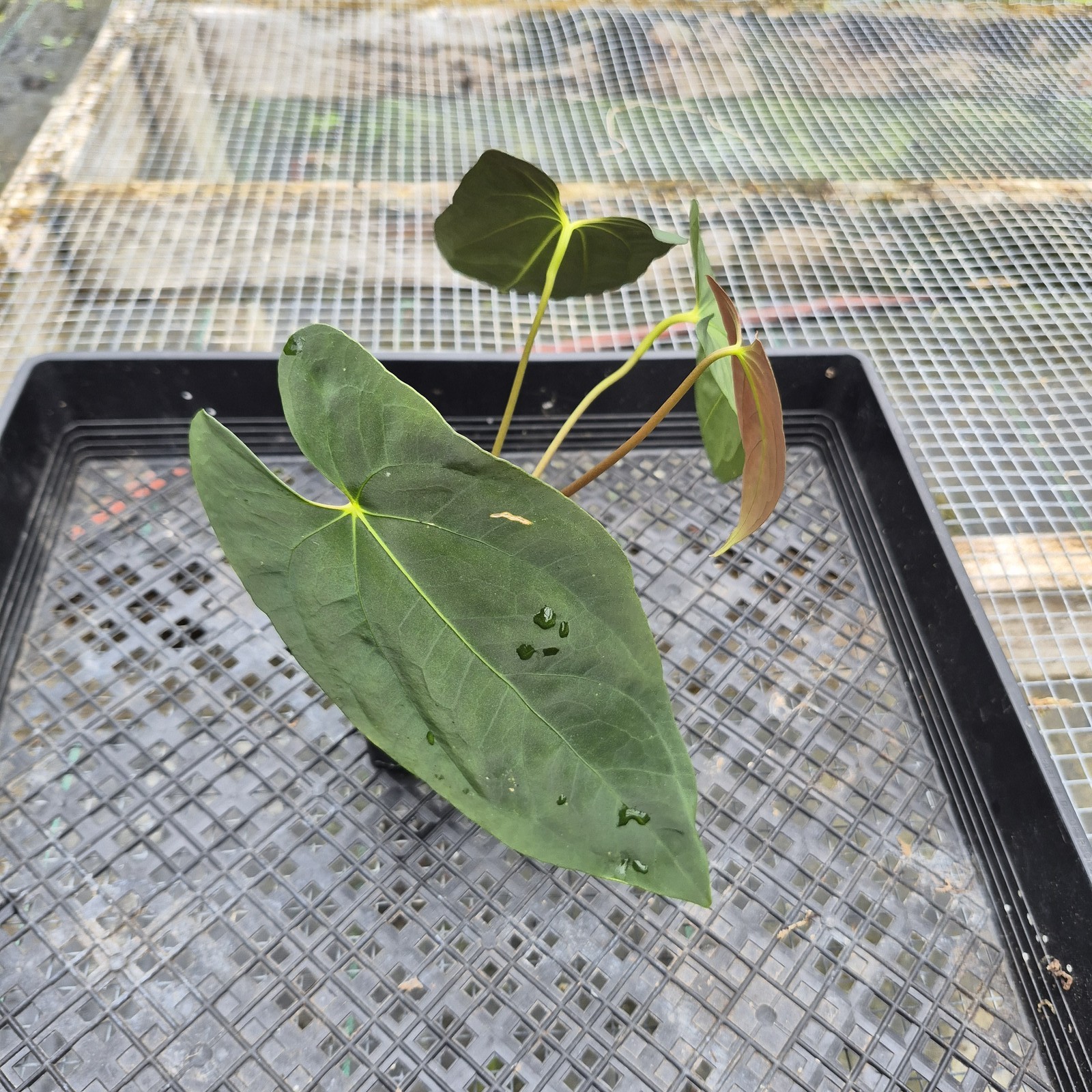 Anthurium Papillilaminum Fort Sherman X ( FS X Ralph Lynam), Exact Plant