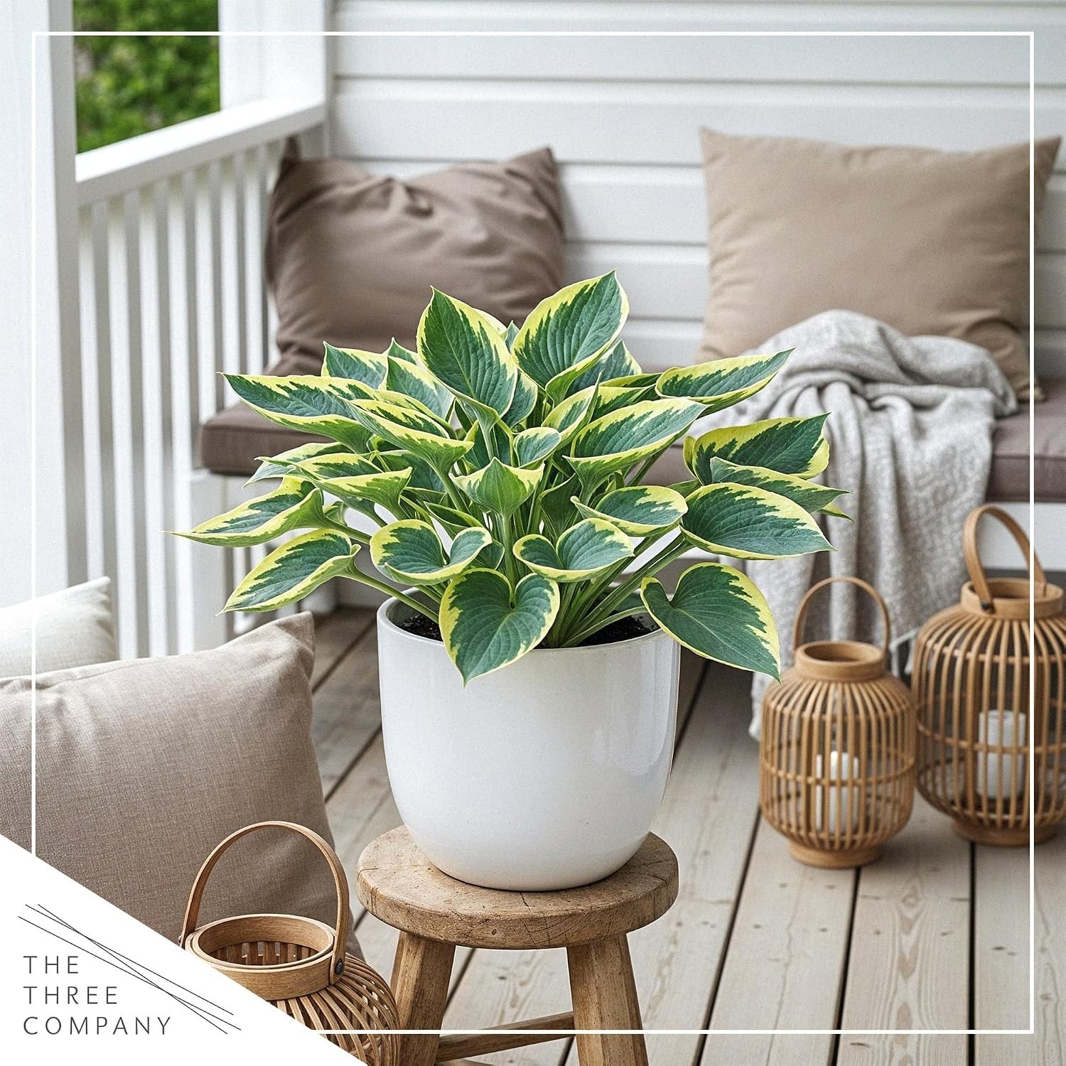 Beautiful ‘First Frost’ Hosta – 3 Medium-Sized Live Plants for Outdoor Elegance