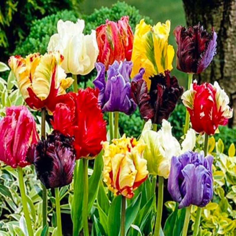 40 Tulip Seeds Mixed Colors Much Less Money Than Bulbs