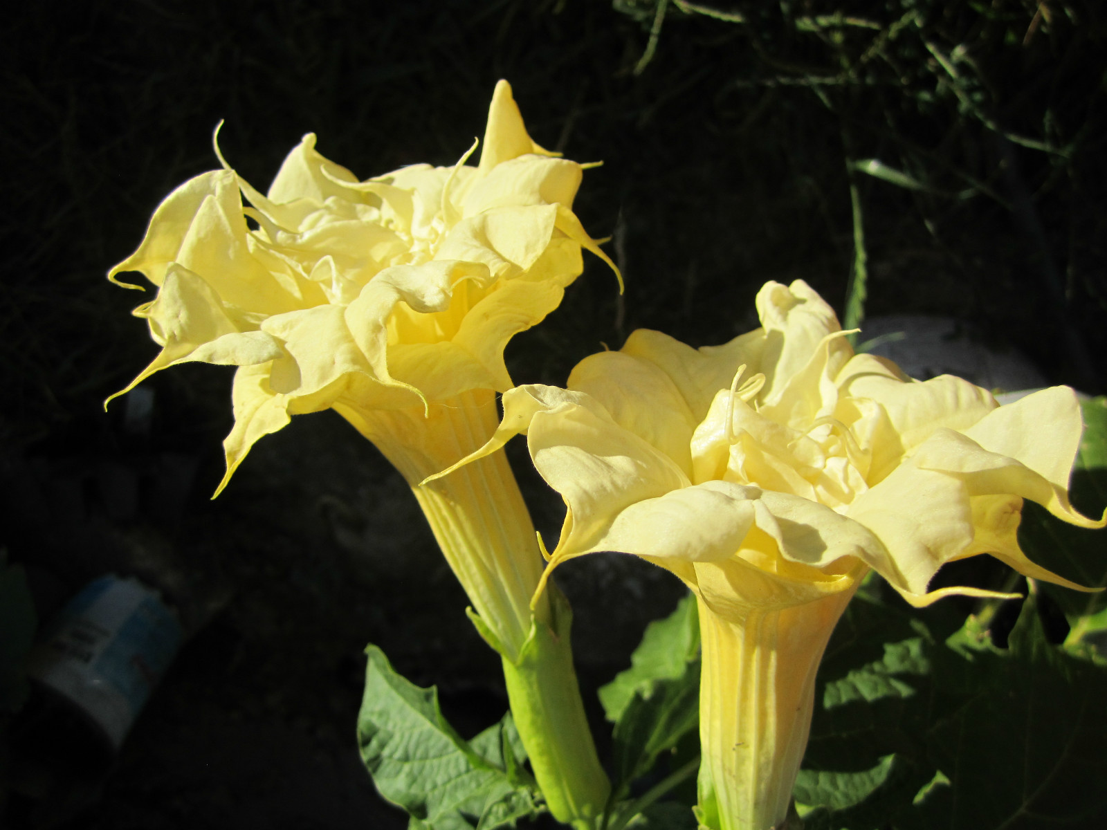 Double Yellow Angel Trumpet Datura / Brugmansia Large Very Fragrant – seeds (15)
