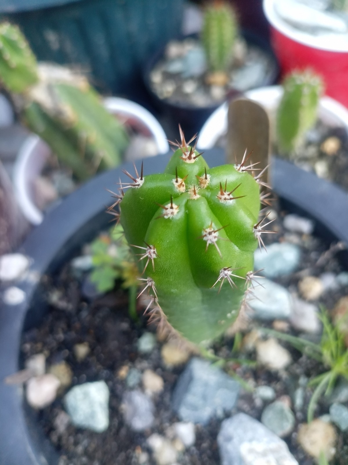 Echinopsis Rare Seed Grown Yearling packs of 5 for 20$?Cultivars In Description