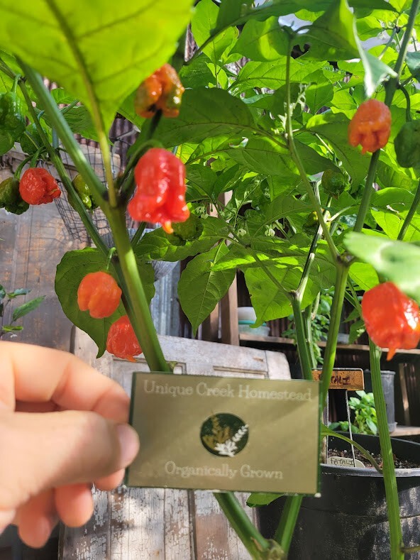 Carolina REAPER Super HOT Pepper Seeds Unique Creek Homestead Certified