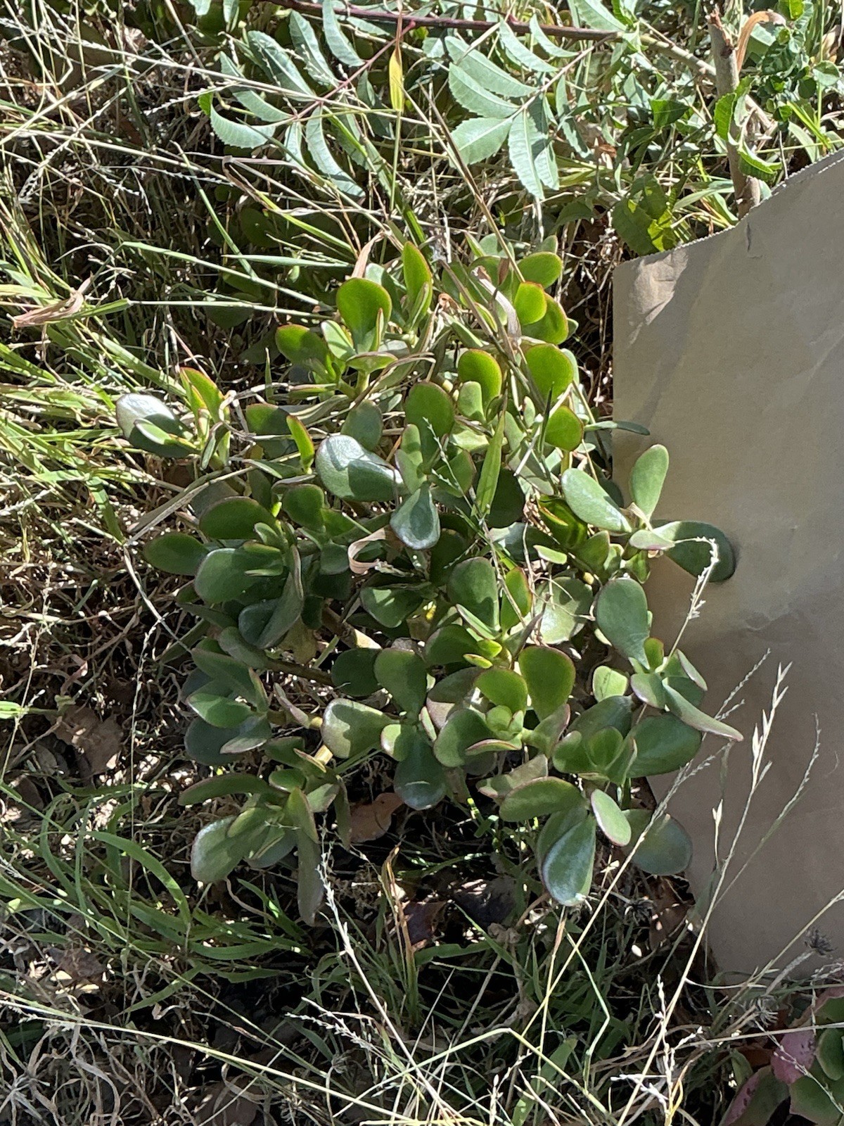 healthy jade plant with roots, Around 16” To 17” tall, rooted