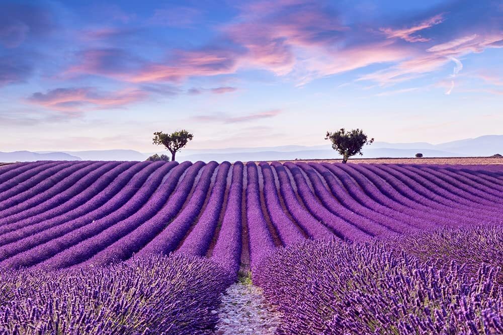 100 Purple Rock Cress Seeds Stunning Color Low Grower
