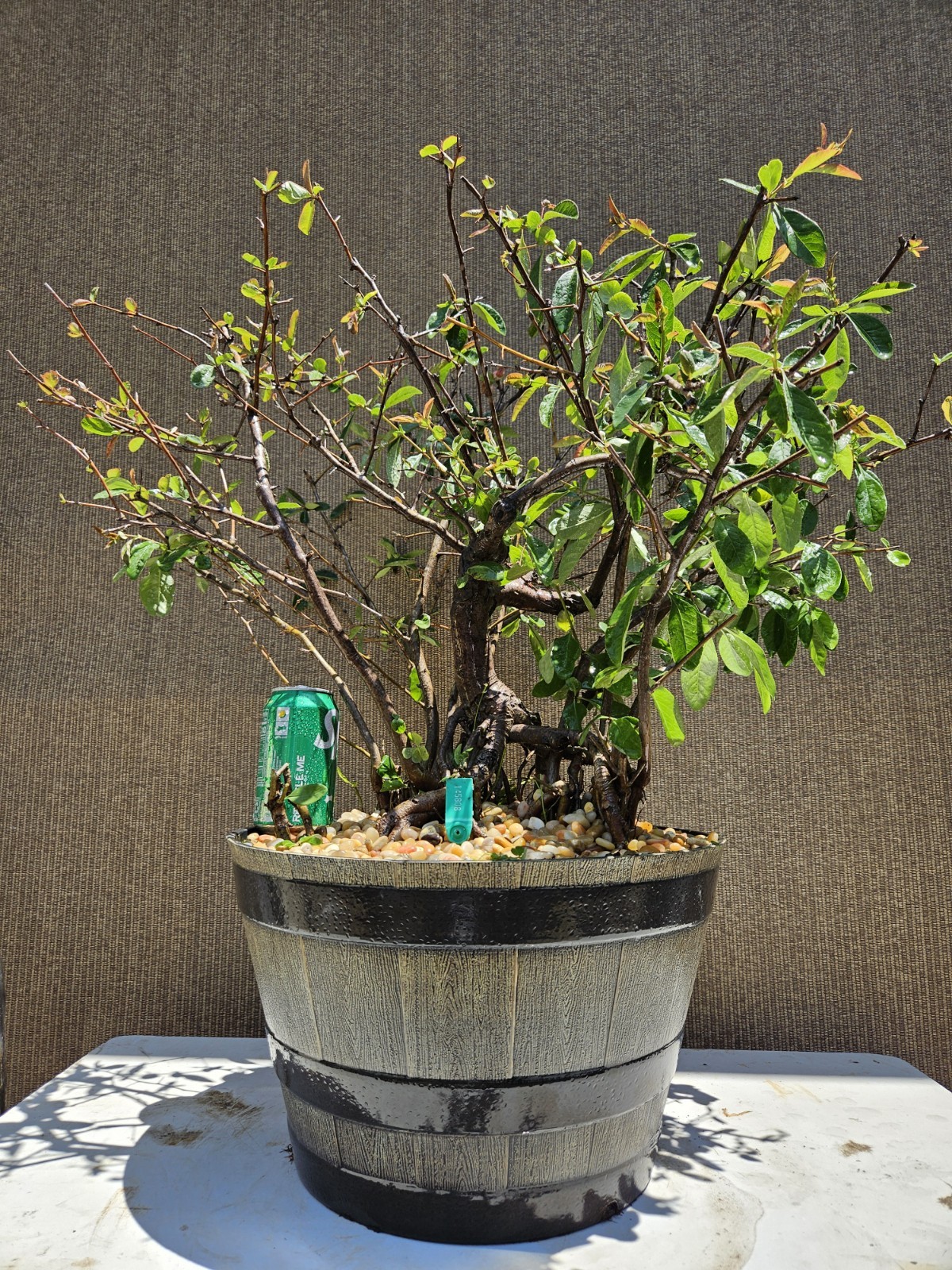 Old Japanese Flowering Quince ( Toyo- Nishiki -Quince ) Bonsai Tree,,, SALE