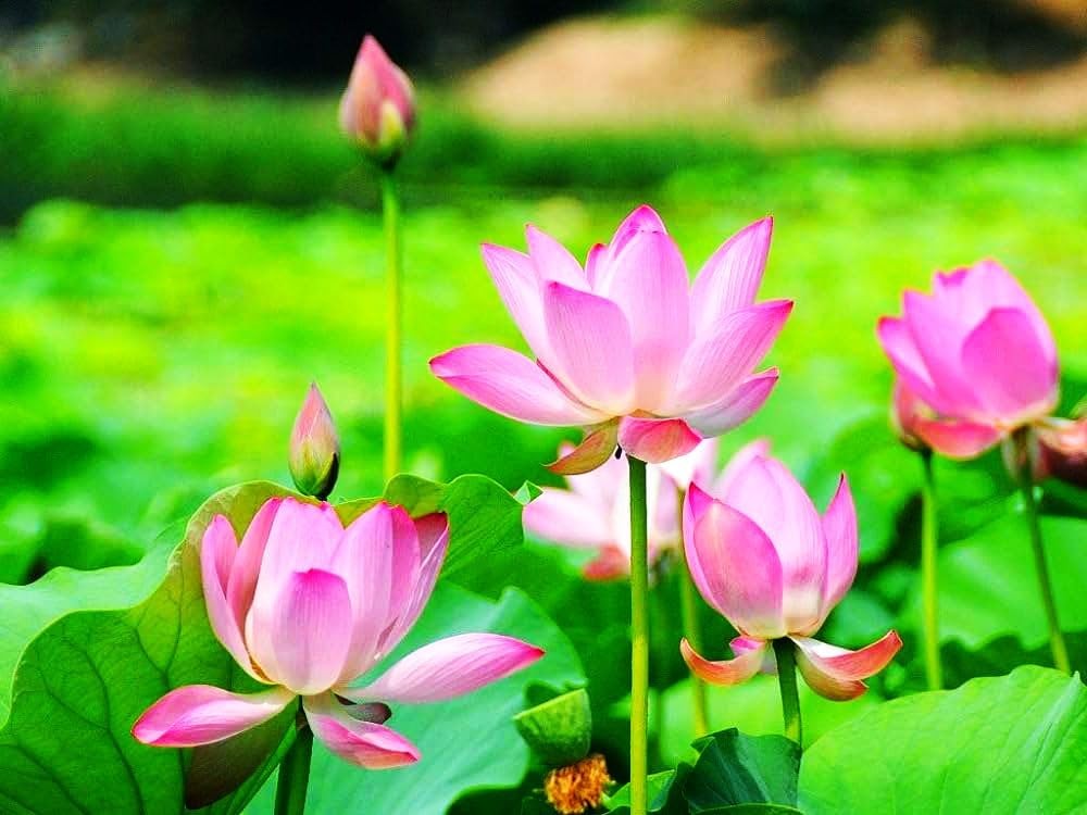 30 Mixed Miniature Water Lily & Lotus Seeds Vibrant Blooms Bowls & Ponds white