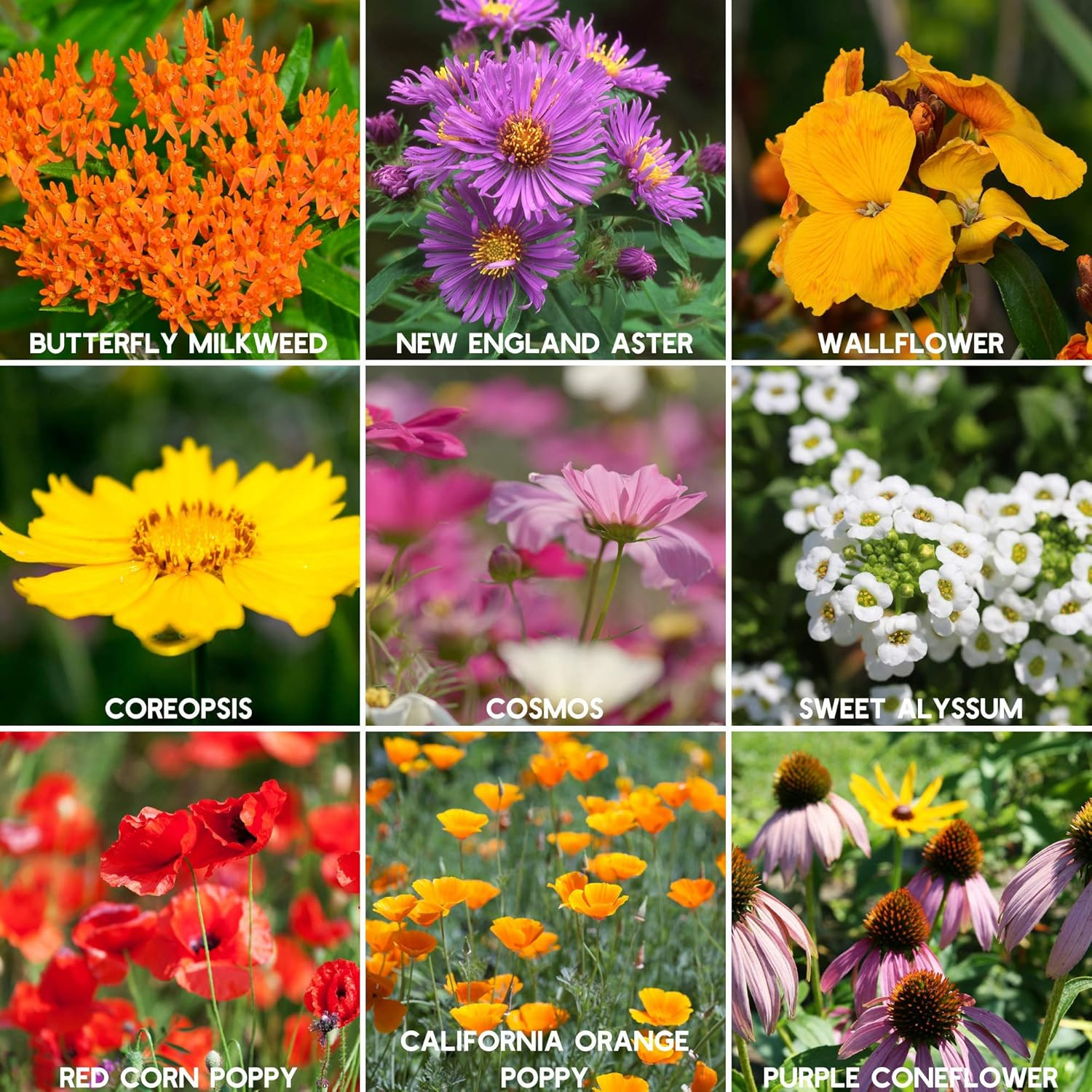 Wildflower Seeds Bulk, Oz. 80,000+ Seeds – save the Bees Mix with 19 Non-Gmo Va