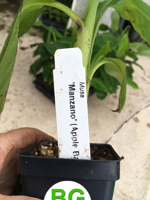 Manzano “Apple” Banana Plant Live Plant