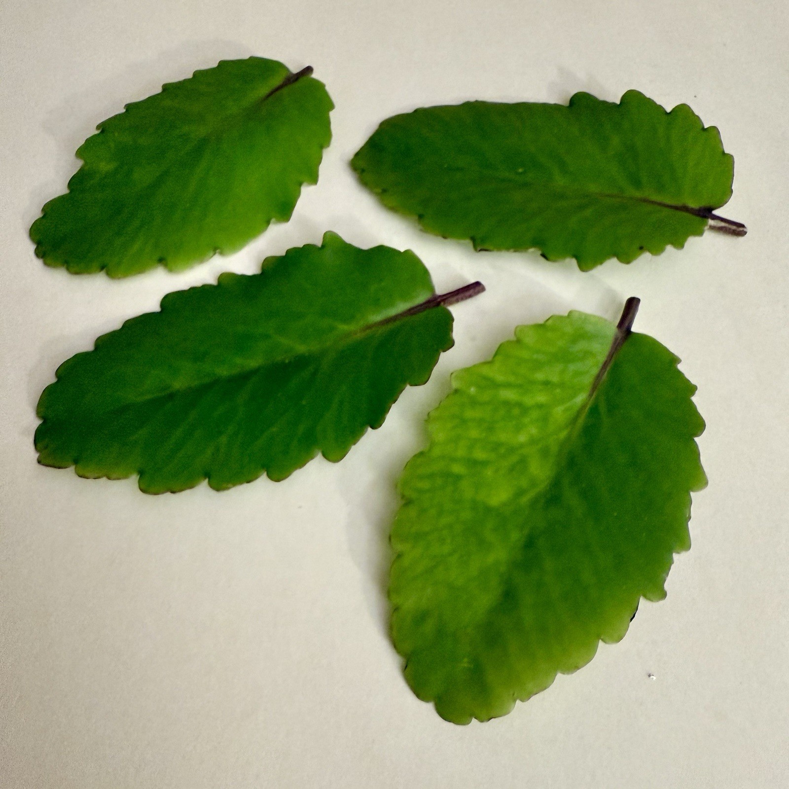 Leaf of Life – Fresh Kalanchoe Pinnata Leaves for Propagation (4 Leaves)