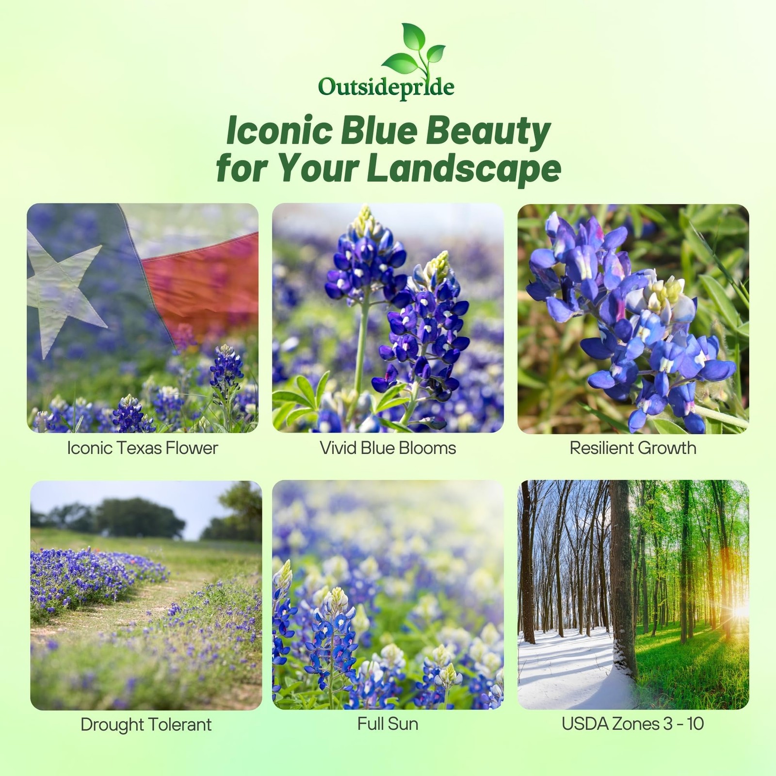 Outsidepride Texas Bluebonnet Seeds – 500 Pcs Annual Lupinus 0.04 lb., Blue