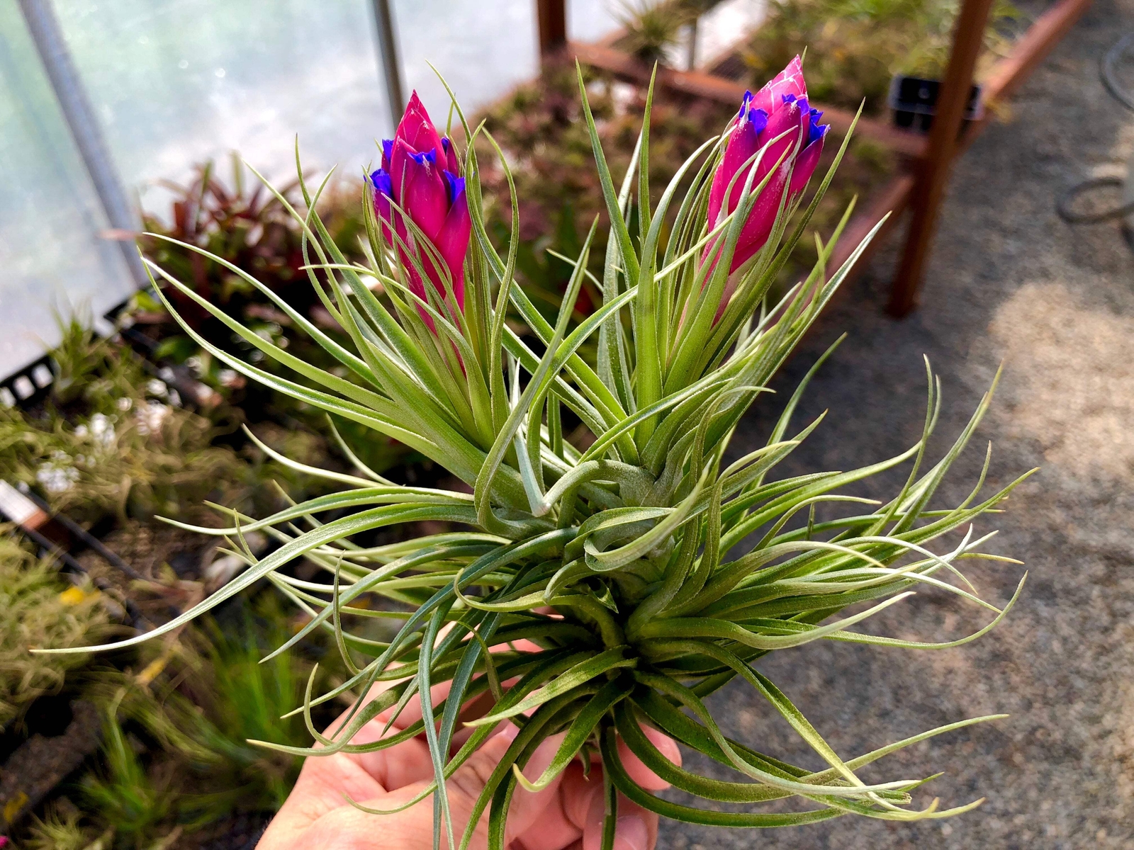 Aeranthos / Bergeri Easy Care Air Plant *Beginner Friendly Species*